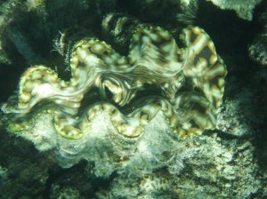 Beautiful giant clam