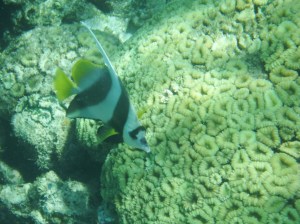 Nice brain coral with an angel fish