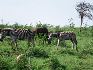 Zebra and wildebeest