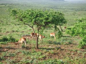Our first head of Impala