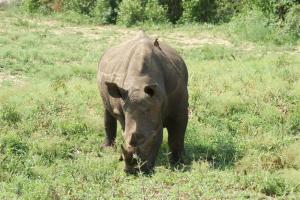 Our last rhino of the day