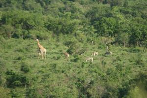 A giraffe in the distance