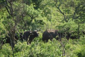 A closer shot of the buffalo