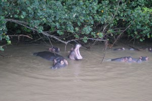 A hippos yawning.