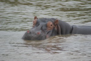 They had lovely little faces