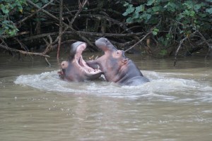 These ones were having a bit of a fight