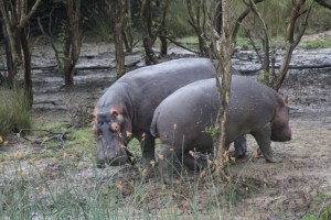 Getting out of the water