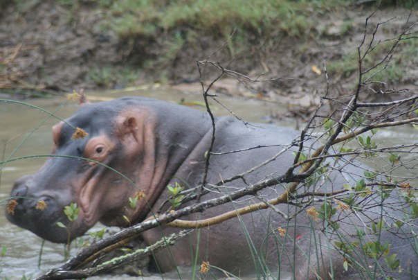 One more hippo for you.