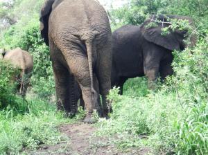 The baby elephant is behind the right hand elephant.