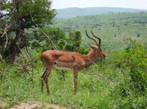 Male impala