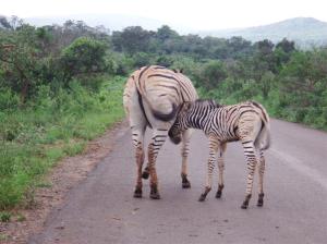 Mother zebra with a baby feeding