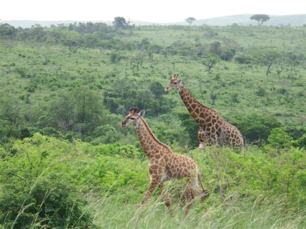 A pair of giraffe come to say goodbye