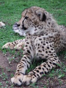 Baby cheetah. I was standing about 3ft away from him.
