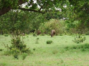 ..... watching Wildebeest 