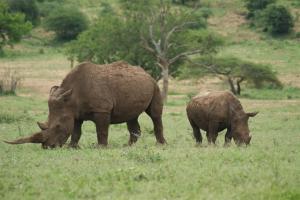 Mother and baby rhino