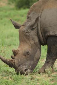 A female white rhino