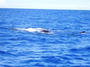First sight of the whale sharks